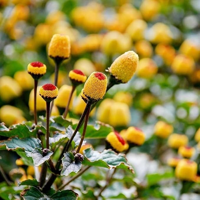 150+Yellow Toothache Plant Seeds for Planting-Perennial Garden Flowers Home Heirloom & Non-GMO Low Maintenance