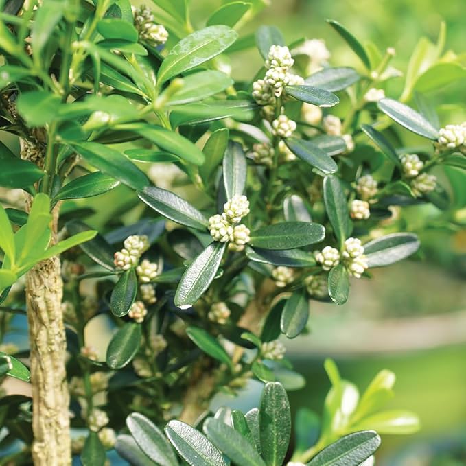 Brussel's Bonsai Live Harland Boxwood Bonsai Tree - Medium, 5 Years, 8 to 12 Inches Tall - Outdoor Bonsai Tree with Ceramic Bonsai Pot