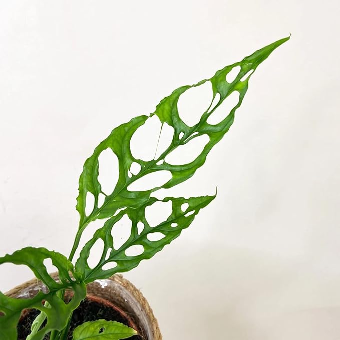 Monstera Obliqua Planting Mix - Promotes Steady Growth and Healthy Leaves - 10 Quart (2 Bags of 5 Quart)