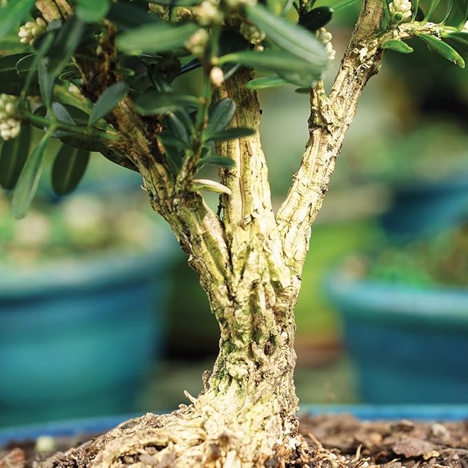 Brussel's Bonsai Live Harland Boxwood Bonsai Tree - Medium, 5 Years, 8 to 12 Inches Tall - Outdoor Bonsai Tree with Ceramic Bonsai Pot