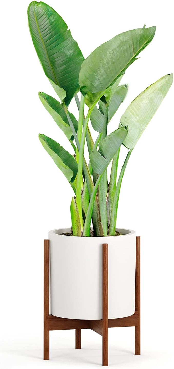 Fox & Fern Mid Century Plant Stand — 11.8 Inch Fixed Size Wooden Plant Stand for Indoor Planters; Raised Large Flower Pot Holder for Indoor Big Pots; Plug In Design; Two Height Options - Acacia