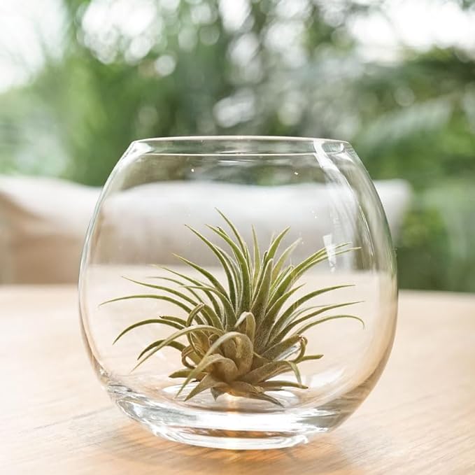 Shop Succulents Ionantha Tillandsia Air Plants, Assorted Mini Live Indoor Plants for Home Decor & Gifts, Low Maintenance, Natural Air Purifier, Hanging Plants, Favors, Terrarium Plants, Pack of 12