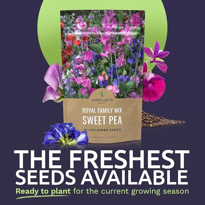 Sweet Pea Seeds Royal Mix - Bulk 1/4 Pound Bag - Over 1,400 Seeds - Large Fragrant Lavender, Purple, Red, Pink and White Blooms