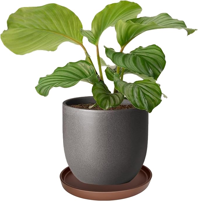 Ceramic Plant Saucer Pot Tray 10 Inch, Planter Saucers 4 5 6 7 8 9 10 11 12 13 Inch for Indoors Outdoor, Durable Sturdy Flower Drainage drip Water Tray for Glazed Pots Base (10.7 Inch-Brown)