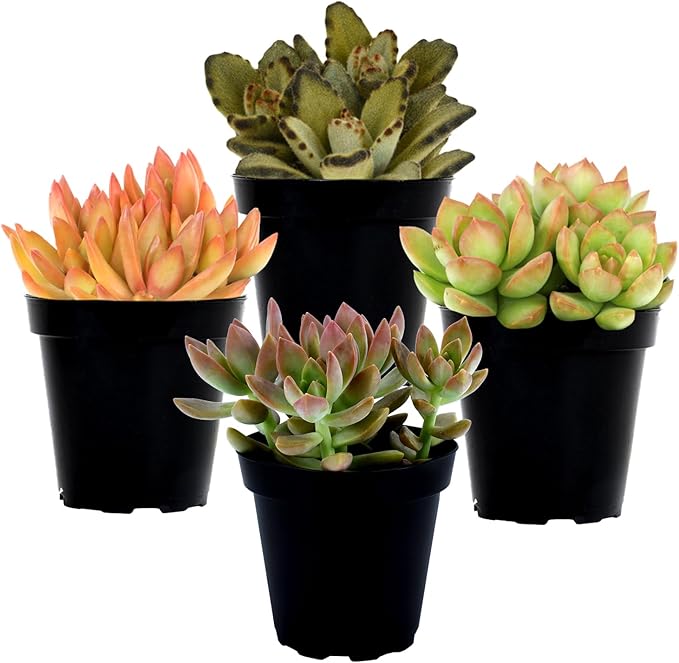 Altman Plants Desert Fire Live Succulents 4-Pack, Mini Plants Succulent Mix, Live Plants, Mini Succulents, House Plants, Live Succulent Plants, Outdoor & Indoor Plants for Event, Wedding, Kid Crafts