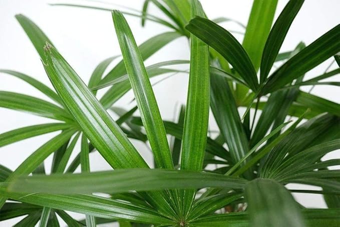 American Plant Exchange Real Live Lady Palm 6" Pot, Cold Hardy Indoor Houseplant, Dark Green Foliage