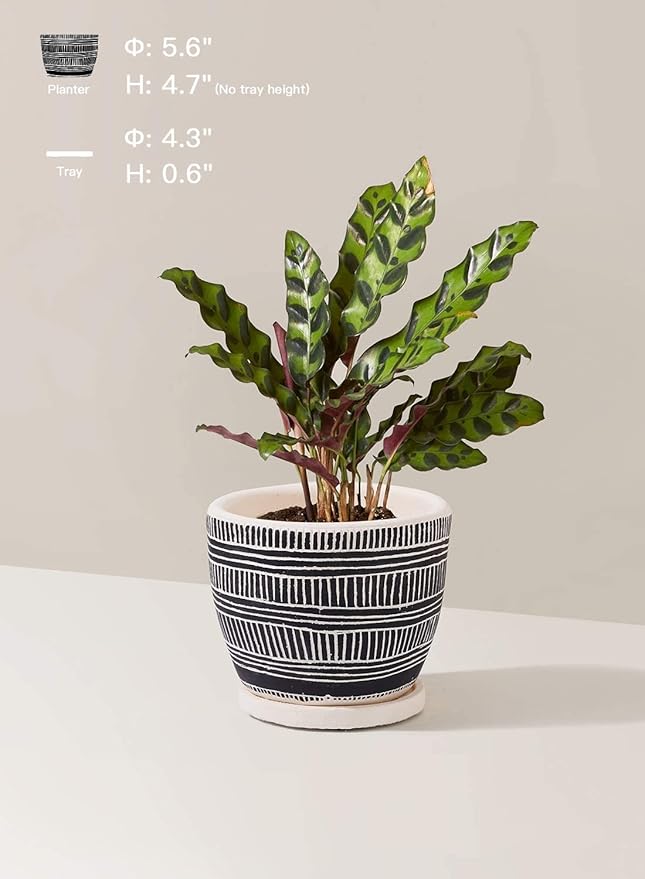 LE TAUCI 5.5 Inch Boho Plant Pots Indoor, Artisanal Cement Pots for Indoor Plants, Succulent Pots with Drainage Holes and Saucers, Planters for Indoor Plants, Set of 2, Black and Cream White