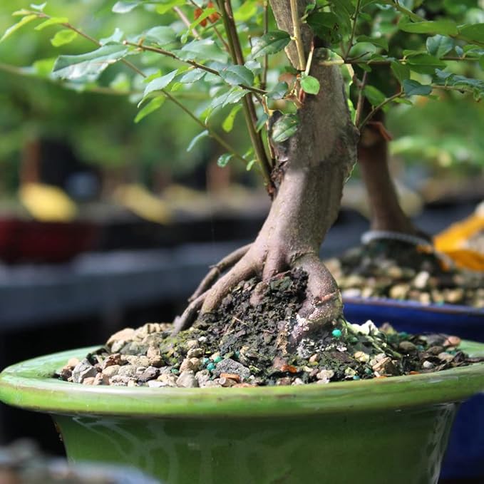 Brussel's Bonsai Live Chinese Sweet Plum Bonsai Tree - 5 Years, 6 to 10 in - Indoor Bonsai in Ceramic Bonsai Pot