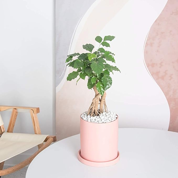 Planters for Indoor Plants Ceramic Flower Succulent Plant Pots with Drain Hole Saucer Decor for Home Office (4 inch Pink)