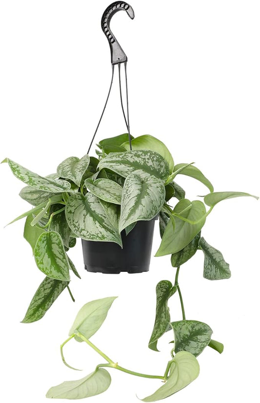 Silver Satin Pothos Plant Live Plant Hanging Basket, Silver Pothos Hanging Plant Live House Plants Indoors, Real Plants Indoor Live Plants Indoor Plants Live Houseplants Live Indoor by Plants for Pets