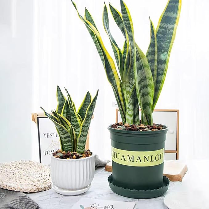 Succulent Cactus Soil Potting Mix Horticultural Lava Rocks Bonsai Soil for Indoor Plants Drainage Volcanic Rock for Terrarium Gardening Top Dressing 2lb