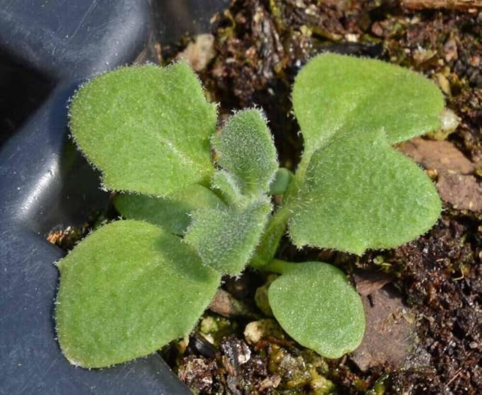 250+ White Rockcress Flower Seeds Ground Cover Garden Non-GMO