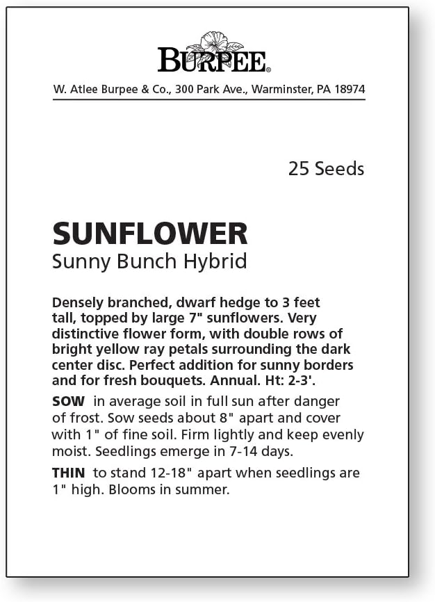 Burpee Sunny Bunch Sunflower Seeds 25 seeds