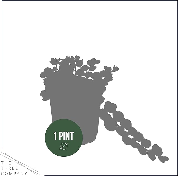 Live Lysimachia Plant - Creeping Jenny (4 Plants Per Pack) - Healthy Trailing Plant - Beautiful Spring Accent - 6" Tall by 4" Wide in 1 Pint Pot