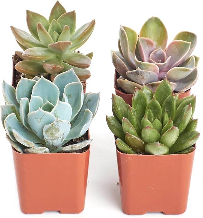 Shop Succulents Rosette Succulent Plant Pack Collection - Live Mini Succulent Plants, Low Maintenance, Floral Shaped Mix of Colors & Textures - Wedding and Party Favors, Gift & Garden, Pack of 4