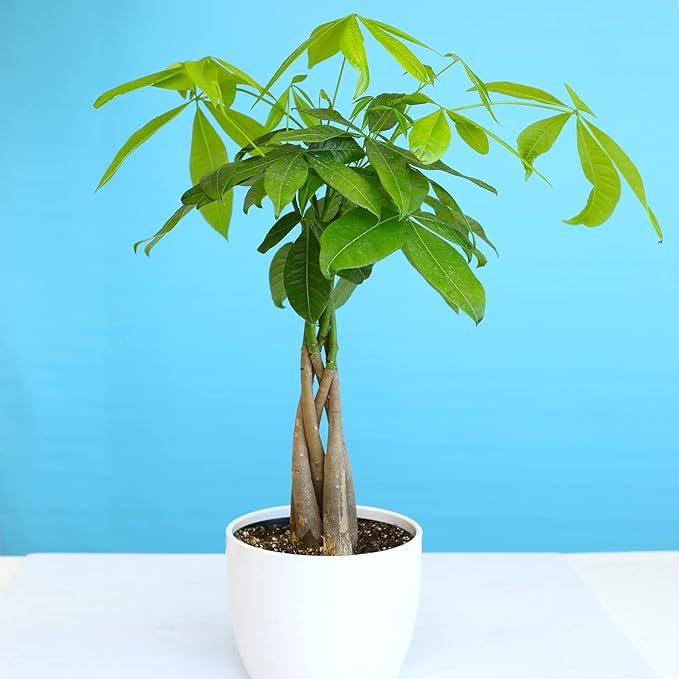 Money Tree Plant Indoor House Plants, Chinese Money Plant Decor, Bonsai Tree Feng Shui Decor, House Plants Indoors Live Plants Indoor Plants Live Houseplants Live Indoor Live Plants by Plants for Pets