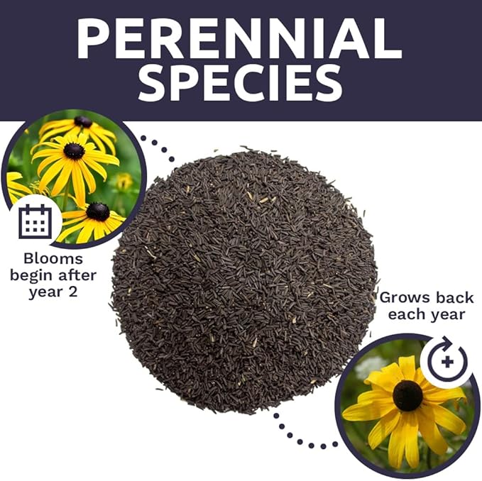 Black Eyed Susan Seeds – Extra Large Packet – Over 100,000 Open Pollinated Non-GMO Wildflower Seeds – Rudbeckia hirta