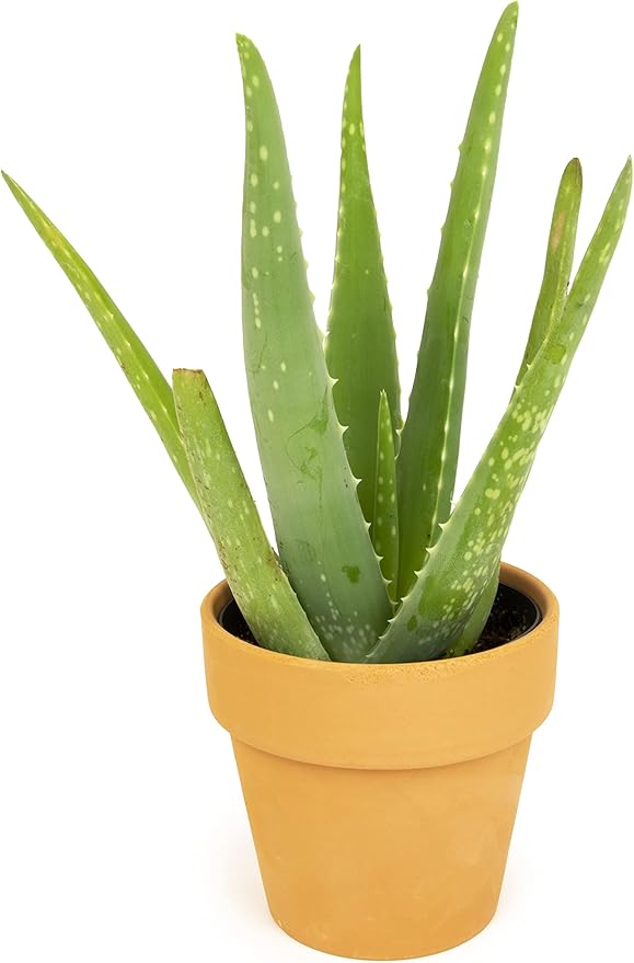 Aloe Vera Plant Live Succulent Plants, Live Aloe Plant in Clay Pot, Live Aloe Vera Plant Succulents, Aloe Plants Live Indoor Plants, Live Aloe Vera Plant Indoor House Plants by Plants for Pets