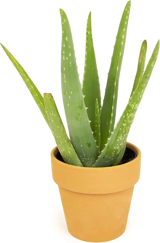 Aloe Vera Plant Live Succulent Plants, Live Aloe Plant in Clay Pot, Live Aloe Vera Plant Succulents, Aloe Plants Live Indoor Plants, Live Aloe Vera Plant Indoor House Plants by Plants for Pets