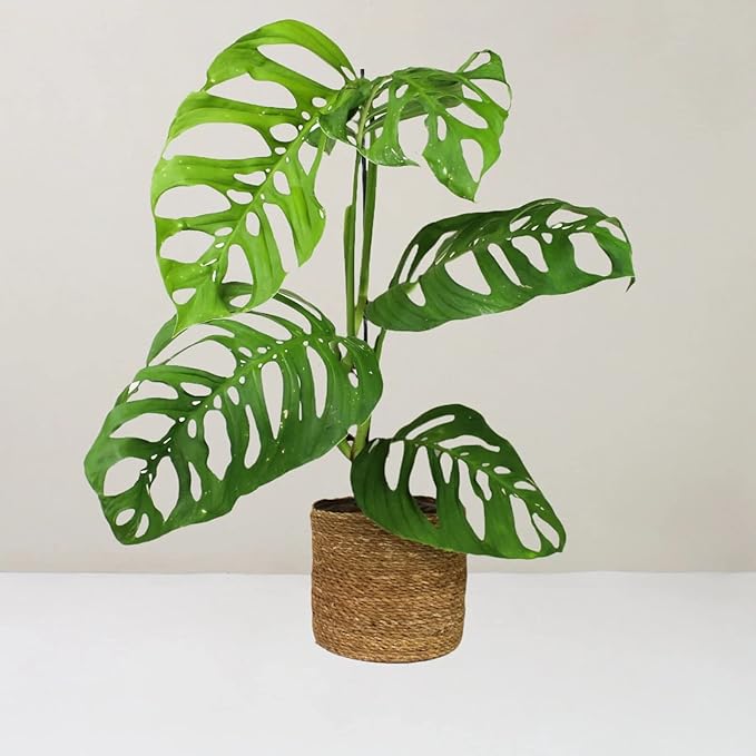 Monstera Esqueleto Planting Mix - Promotes Steady Growth and Healthy Leaves - 10 Quart (2 Bags of 5 Quart)