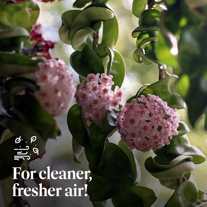 American Plant Exchange Live Hindu Rope Plant, Hoya Carnosa Compacta Plant, Krinkle Kurl Plant, Wax Plant, Plant Pot for Home and Garden Decor, 4" Pot