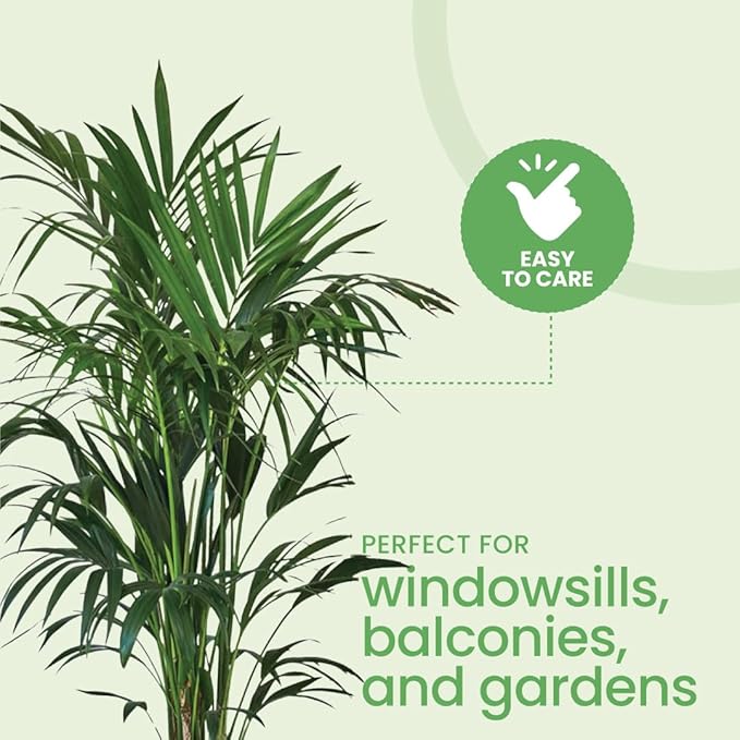 American Plant Exchange Kentia Palm Live Plant, 10-Inch Pot, Large Exotic Houseplant, Green Foliage