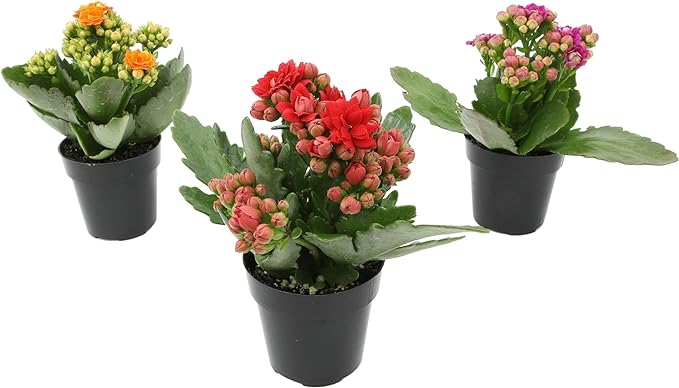 Kalanchoe Flower Plants 3PK, Desk Plant Decor, Live Succulent Gifts for Plant Lovers Gift Ideas, Kalanchoe Plants Live Houseplants Live Indoor, Live Succulents Plants Live Flowers by Plants for Pets