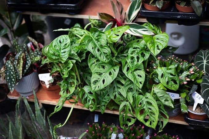 Monstera Swiss Cheese Plant Potting Mix - Monstera Deliciosa Blend for Optimal Nutrients, Aeration, and Drainage - 2 Quart