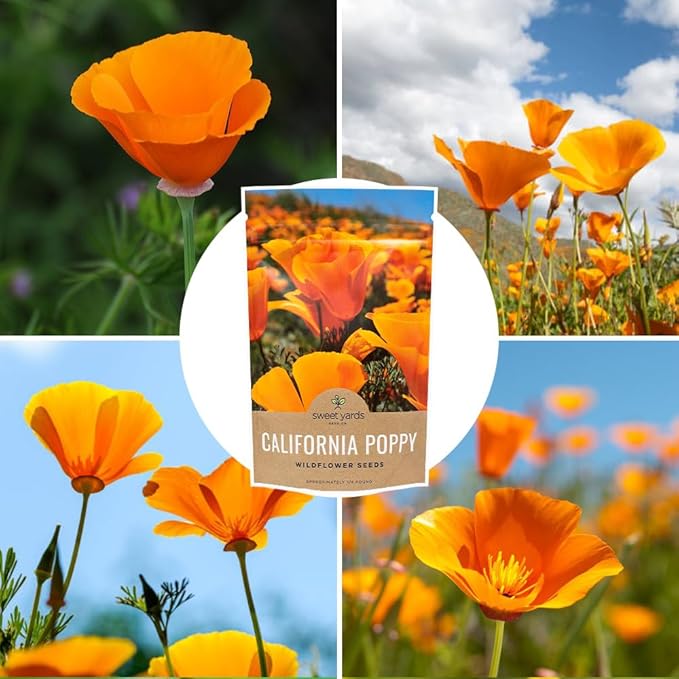 California Orange Poppy Wildflower Seeds - Bulk 1/4 Pound Bag - Over 80,000 Native Seeds - California State Flower!