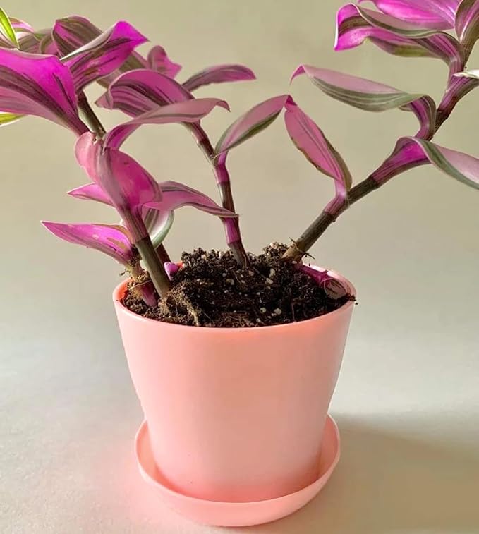 50 Pack 4 Inch Plant Pots Bulk Small Plastic Planters Pots with Drainage Holes Flower Pot for Succulent, Cactus, Herb, African Violet (50pcs-Pink, 4Inches)