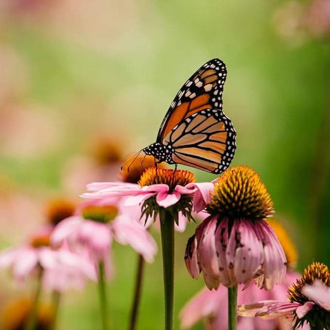 Hummingbird and Butterfly Wildflower Seed Mix, Covers 325 Sq Ft, 23 Flower Varieties, Over 60,000 Seeds - Created By Nature