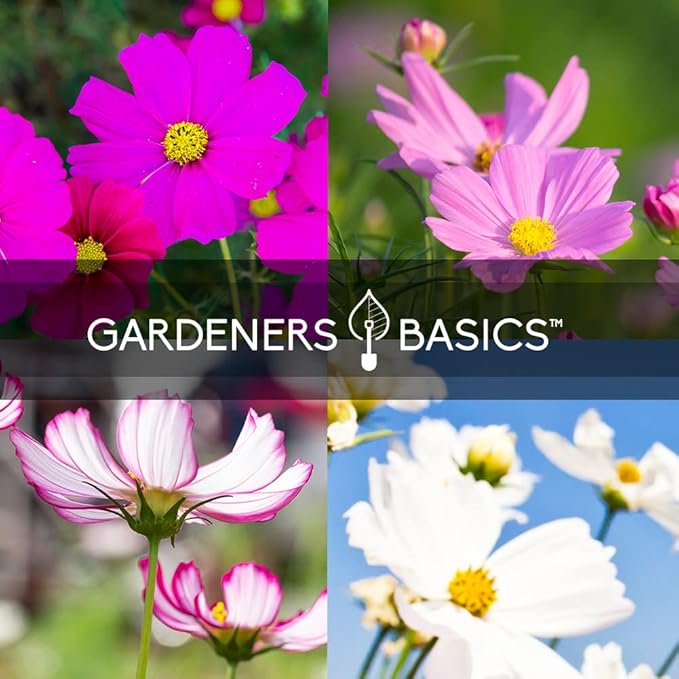 Gardeners Basics, Cosmos Seeds for Planting Outdoors Flower Seeds (4 Variety Pack) Cosmos Candystripe, Sensation Mix, Dazzler, Purity Pink and White Varieties for Bees, Pollinators Wildflower Seed