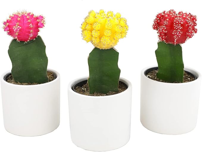 Grafted Cactus Plants Live in White Plant Pots (3 PK), Live Cactus Plant in Cactus Soil Potting Mix, Live Mini Cactus Succulents Plants Live Cacti, Cactus Pots with Live Succulents by Plants for Pets