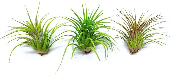 Tillandsia Air Plants Live Indoor Plants (6PK), Airplants Variety Live Plant Kit, Tropical Plants Live Houseplants, Air Plant Live Succulents Plants Live Plants Indoor House Plants by Plants for Pets