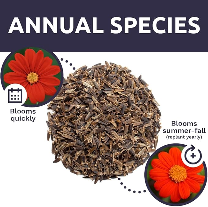 Mexican Sunflower Seeds – Bulk Quarter Pound Bag – Over 10,000 Open Pollinated Non-GMO Wildflower Seeds – Tithonia rotundifolia
