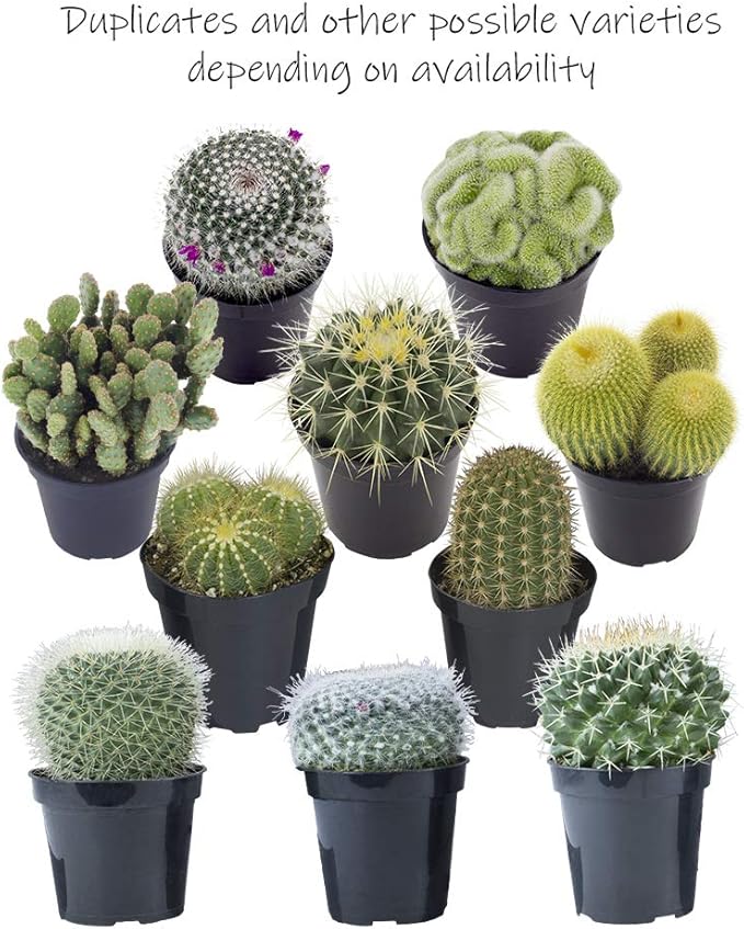 Altman Plants, Assorted Cactus Plants Live Plants (4 Pack), Live Cactus Plant Live Succulents Plants Live Houseplants, Cacti Live Indoor Plants Succulent Plants House Plants in Cactus Soil Potting Mix