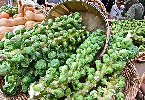 100+ Long Island Improved Brussel Sprouts Seeds Heirloom Non-GMO, Delicious from USA