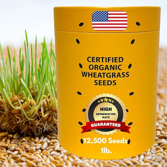 Certified Organic Wheatgrass Seeds β 12,500+ Non-GMO USDA Cat Grass Seeds in Food-Grade Container with Lid for Easy Scooping & Freshness