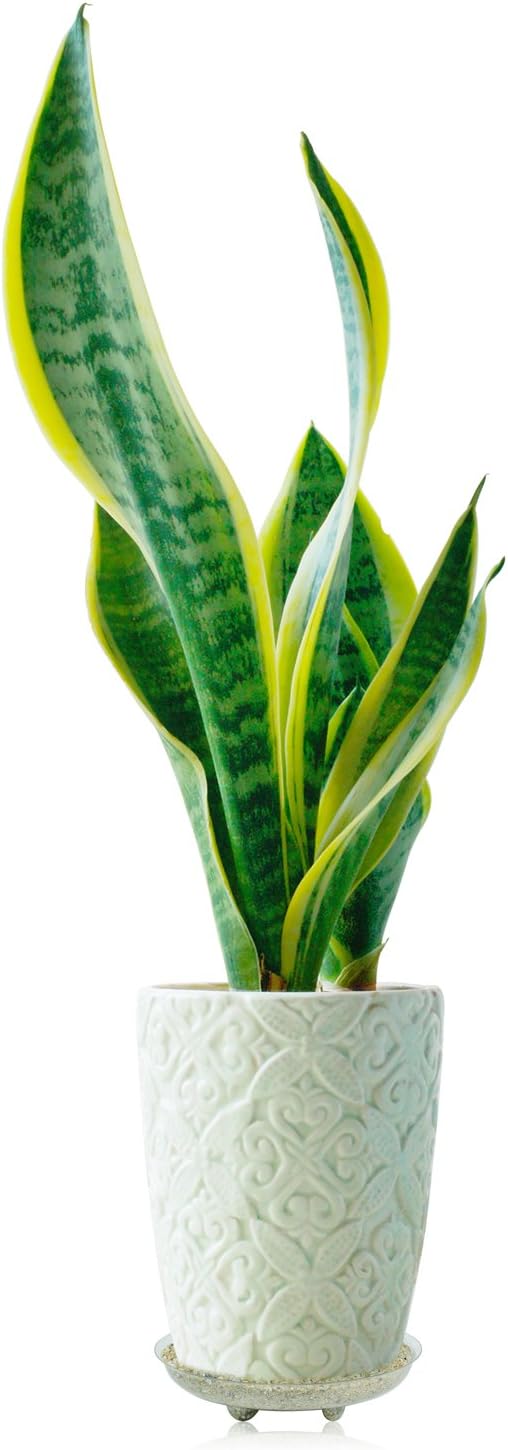 Idyllize 5 Pieces of 16 inch Clear Thick Plastic Heavy Duty Sturdy Plant Saucer Drip Trays for pots (16'')