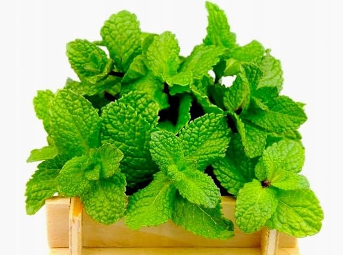 Peppermint Seeds 1000+ Seeds for Planting