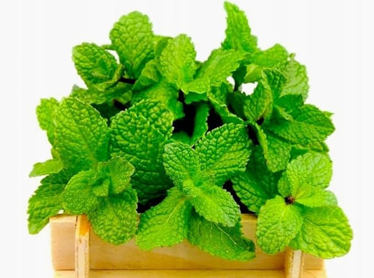 Peppermint Seeds 1000+ Seeds for Planting