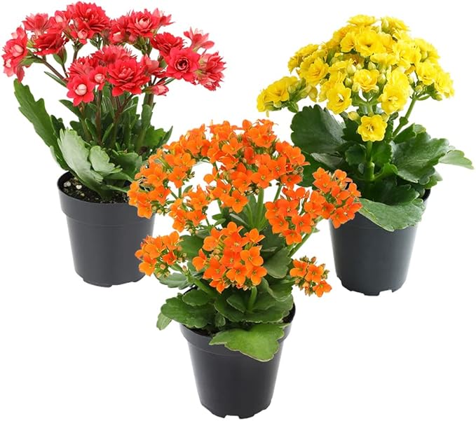 Kalanchoe Live Succulents Plants Live Flowers (3 Pack), Kalanchoe Plant Live Succulent Plants, Kalanchoe Plants Live Indoor Plants Live Houseplants, Fresh Flowers for Delivery Prime by Plants for Pets