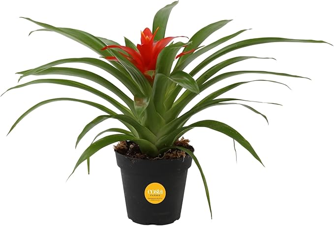 Costa Farms Bromeliad Live Plant, Live Indoor Flowering Plant, Houseplant Potted in Eco-Friendly Washable Paper Planter with Potting Soil Mix, Tabletop Room Decor, Grower's Choice, 12-Inches Tall