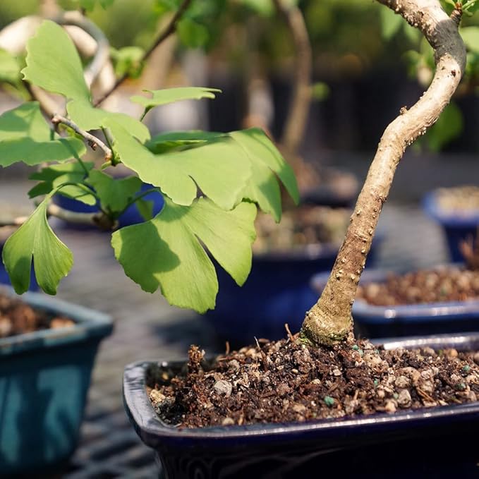 Brussel's Bonsai Live Ginkgo Bonsai Tree - 4 Years, 10 to 14 Inches Tall - Outdoor Bonsai Tree Live in Decorative Ceramic Bonsai Pot