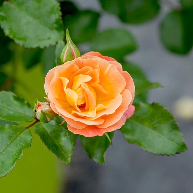 PERFECT PLANTS Peach Drift Rose Live Plant, 3 Gallon, Dark Green