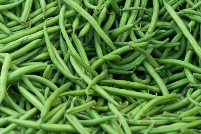 Burpee Stringless Green Bean Seeds for Planting, 50+ Heirloom Seeds Per Packet, (Isla's Garden Seeds), Non GMO Seeds, Botanical Name: Phaseolus vulgaris, 85% Germination Rates, Great Home Garden Gift