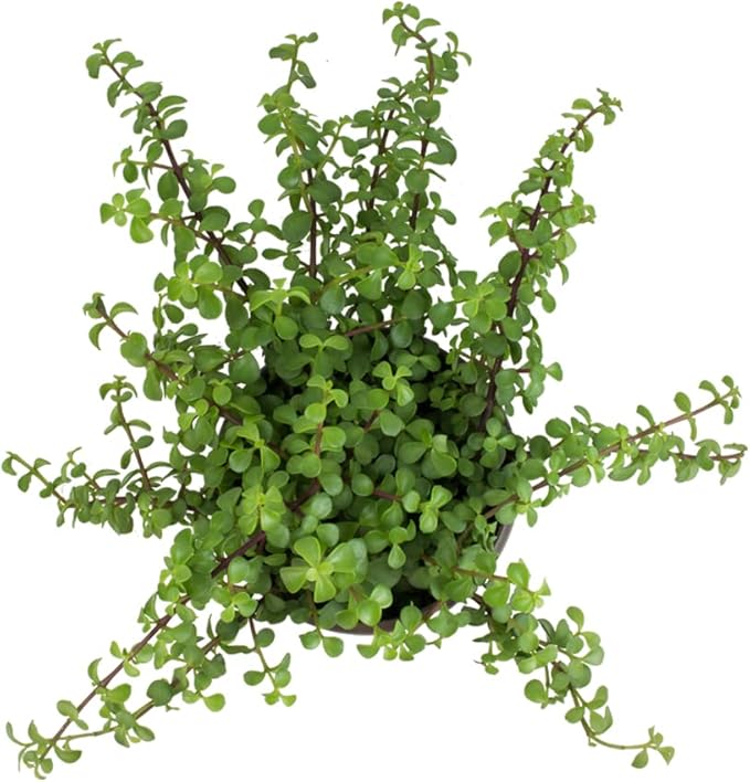 Trailing Elephant Bush Succulents, Hanging Plants Live Succulents Plants Live Houseplants, Hanging Planter Basket, Mini Succulents Live Plants Indoor Plants in Plant Basket by Plants for Pets