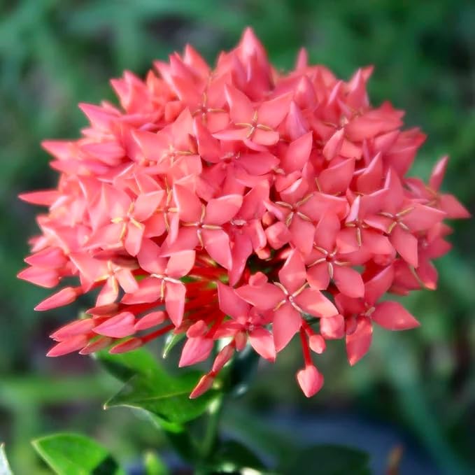 Elevate Your Ixora Garden with Gardenera's Organic Potting Mix - Tailored for Robust Ixora Plants and Stunning Blooms - 2 Quart