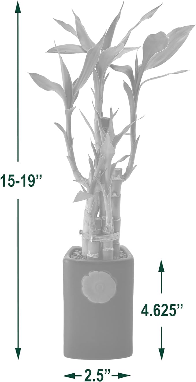5-Stem Lucky Bamboo, Live Indoor Plant in Contour II Ceramic Planter for Home, Work, or Gift, White ***Cannot Ship to Hawaii***