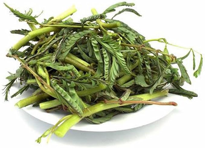 300+ Sensitive Plant Seeds - Heirloom Non-GMO Seeds for Planting Microgreens Herb Seeds for Indoor/Outdoor Garden